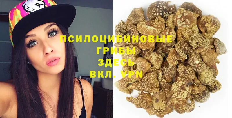 наркотики  Абакан  Псилоцибиновые грибы MAGIC MUSHROOMS 